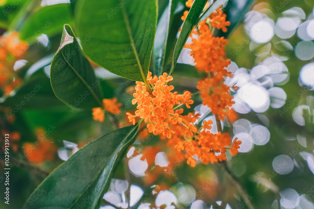 Flower of fragrant olive - Osmanthus fragrans var. aurantiacus - are blooming in Chengdu, China.