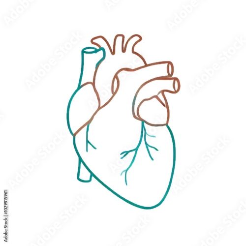 heart	心臓