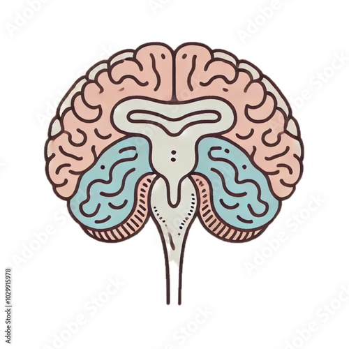hypothalamus	視床下部