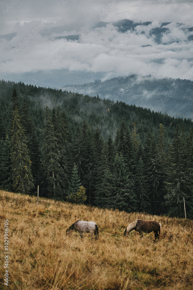 Fototapeta premium mountain landscape in the mountains