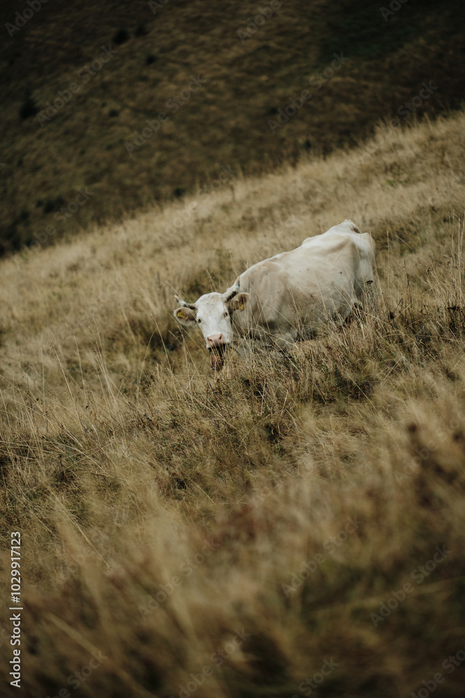 Fototapeta premium cow in a field