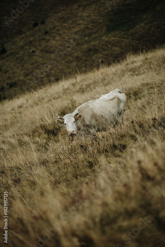 cow in the field