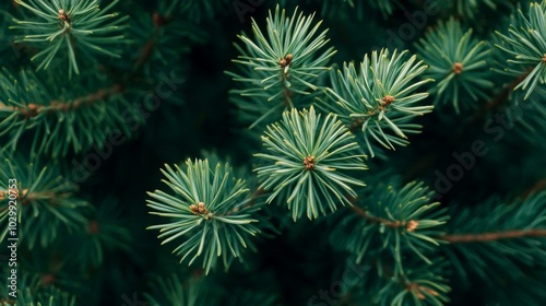 Close-up of Evergreen Tree Branches with Delicate Green Needles