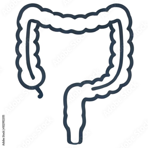 rectum	直腸