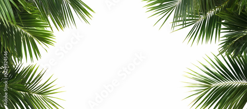 Tropical palm leaves, minimalist composition white background green foliage