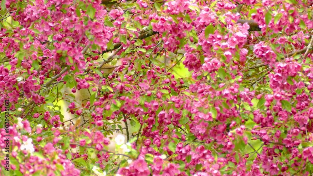A Tennessee warbler feeding in the pink blossom of a tree. A Tennessee warbler feeding in the pink blossom of a tree.
