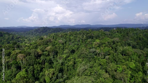 Flyover thick Amazone green rain forest, tree tops, Afobaka Brokopondo Suriname photo