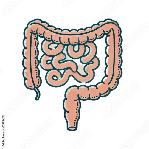 small intestines	小腸