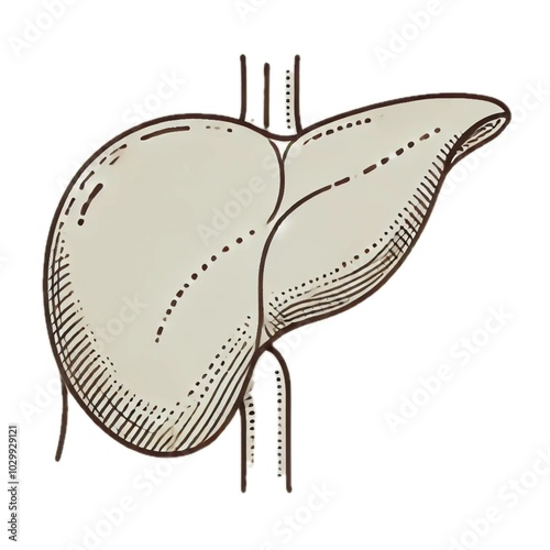 spleen	脾臓