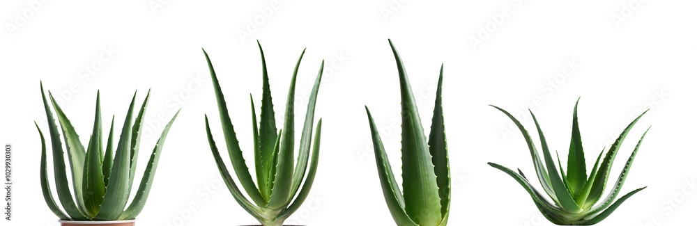 Four aloe vera plants in varied sizes on a white isolated background. Four aloe vera plants in varied sizes on a white isolated background.