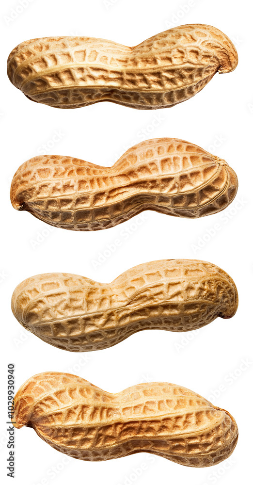 Four roasted peanuts on a white isolated background Four roasted peanuts on a white isolated background