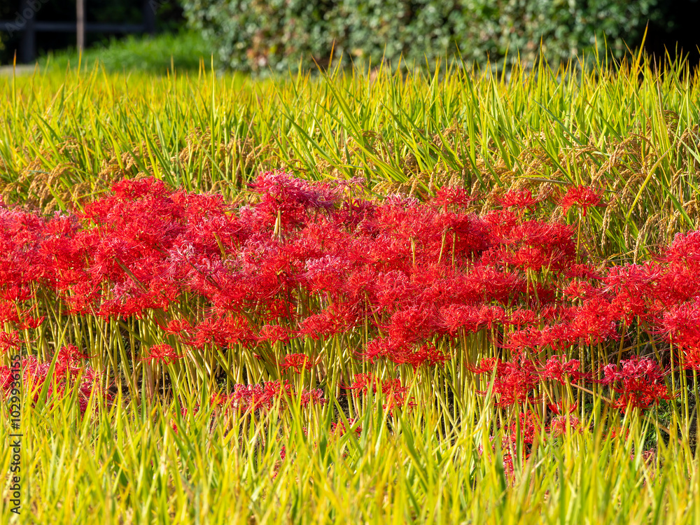 彼岸花が咲く明日香村の田園風景 彼岸花が咲く明日香村の田園風景