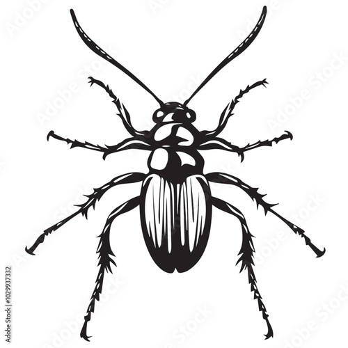 beetle on a white background