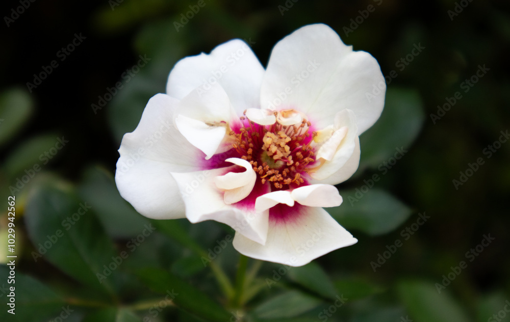 中心が赤い白薔薇 中心が赤い白薔薇