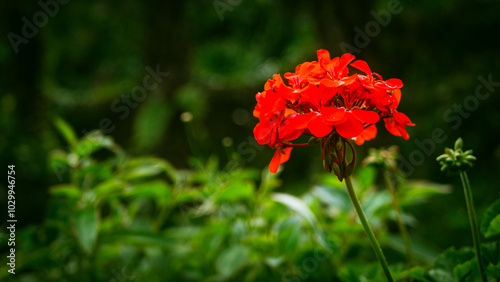 red flower in the garden photo