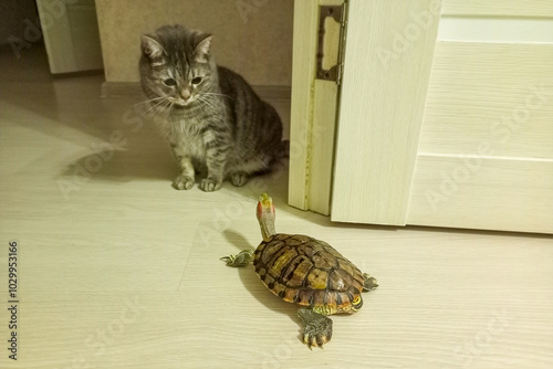 Canvas Print The red-eared turtle is moving inside the house to another room and came across a gray striped furry cat, who was surprised to see her