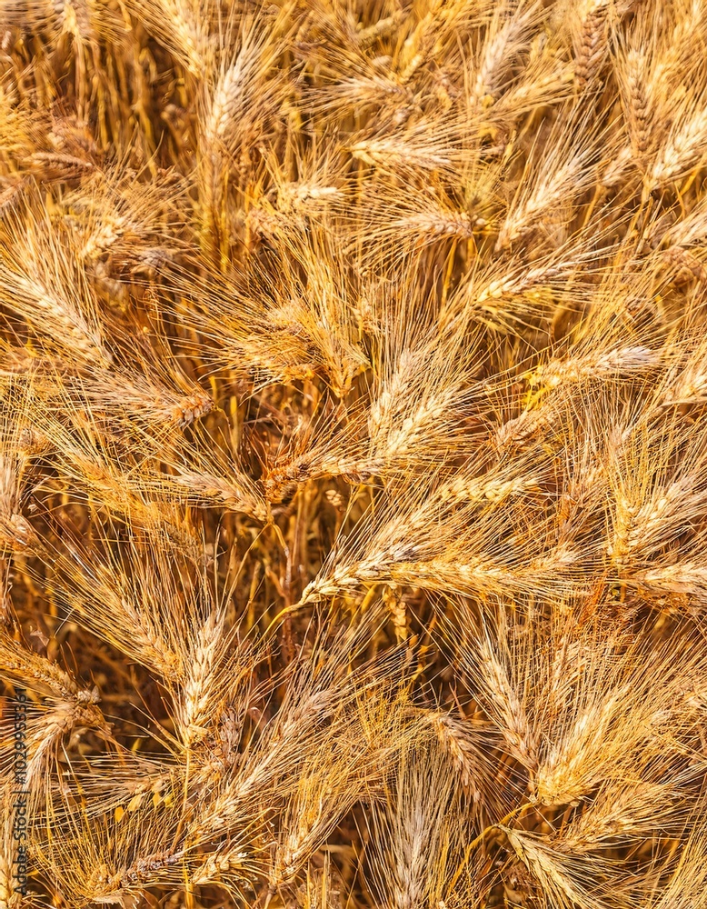 Enchanting wheat fields with golden ears of ripe wheat sparkling in the sun. generative ai Enchanting wheat fields with golden ears of ripe wheat sparkling in the sun. generative ai