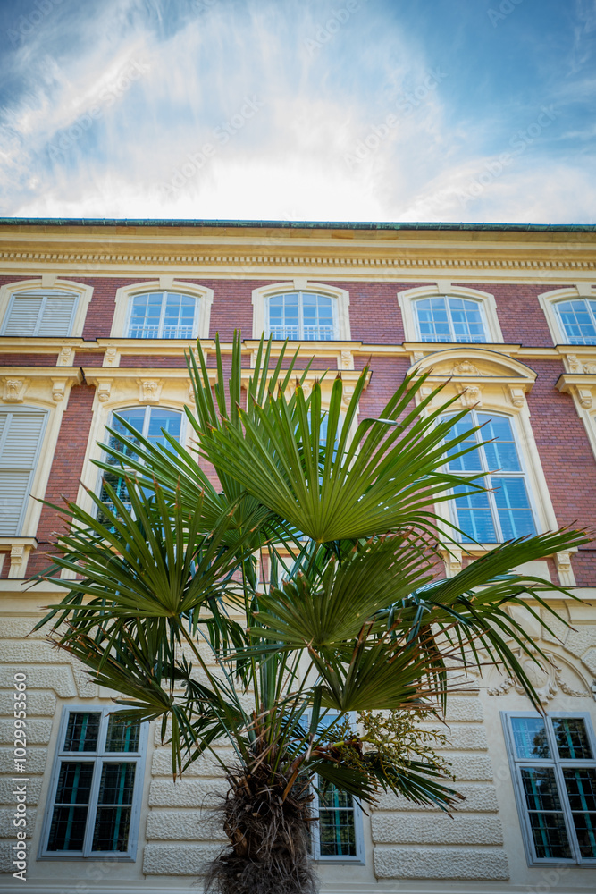 A palm tree against the background of the facade of a historic building, beautifully decorated in the neo-classical style