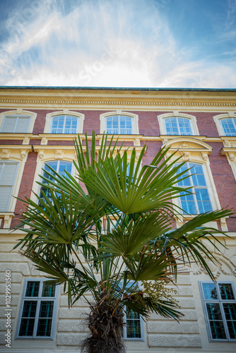 A palm tree against the background of the facade of a historic building, beautifully decorated in the neo-classical style photo