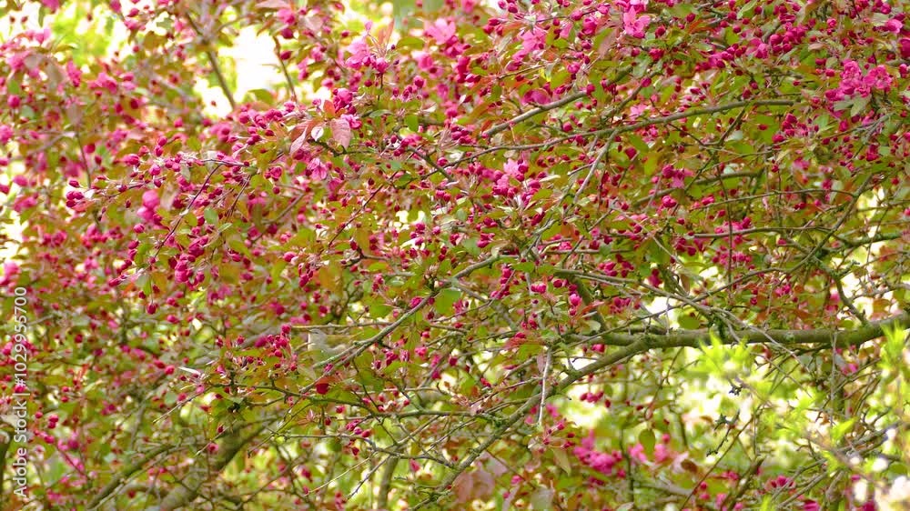 North America native bird Indigo Bunting in tree full bloom dark pink flowers North America native bird Indigo Bunting in tree full bloom dark pink flowers