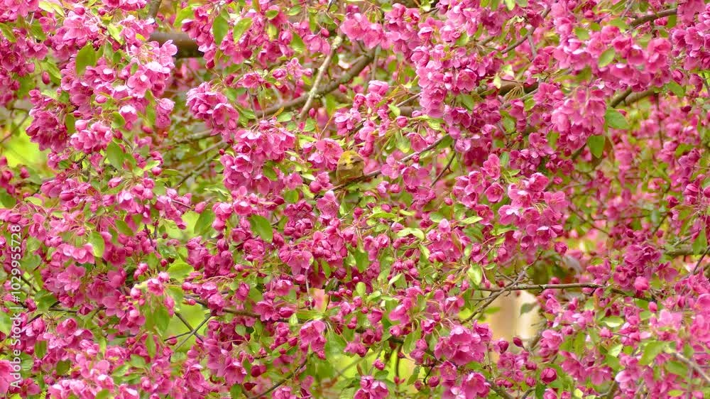 A warbling vireo feeds on the pink blossoms on a tree. A warbling vireo feeds on the pink blossoms on a tree.