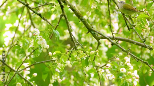 A Philadelphia Vireo feeds among the white blossoms of an apple tree. photo