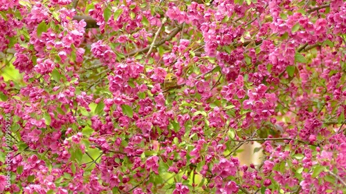 A warbling vireo feeds on the pink blossoms on a tree. photo