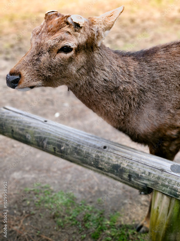 Fototapeta premium A deer in Nara Park, Japan, whose antlers have been cut off