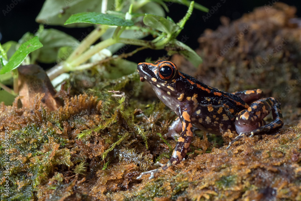 Fototapeta premium The spotted stream frog inside a bush
