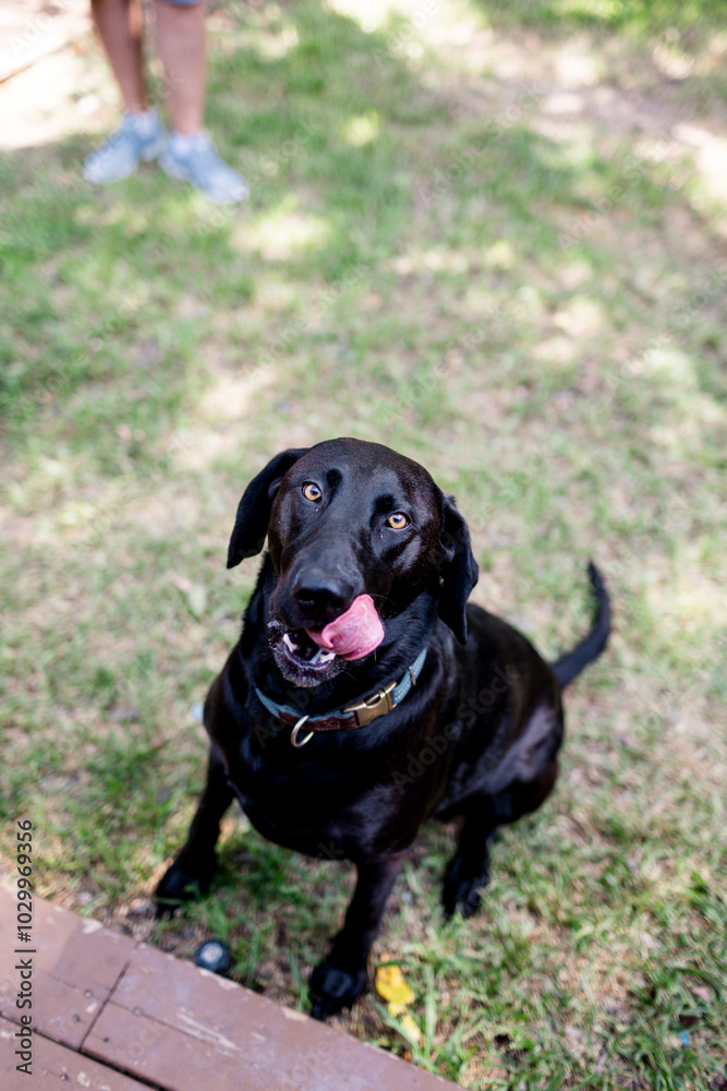 Portrait of Black Lab with Tongue out in Dallas, Texas Portrait of Black Lab with Tongue out in Dallas, Texas