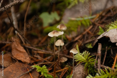 Small delicate mushrooms sprout among fallen leaves and twigs