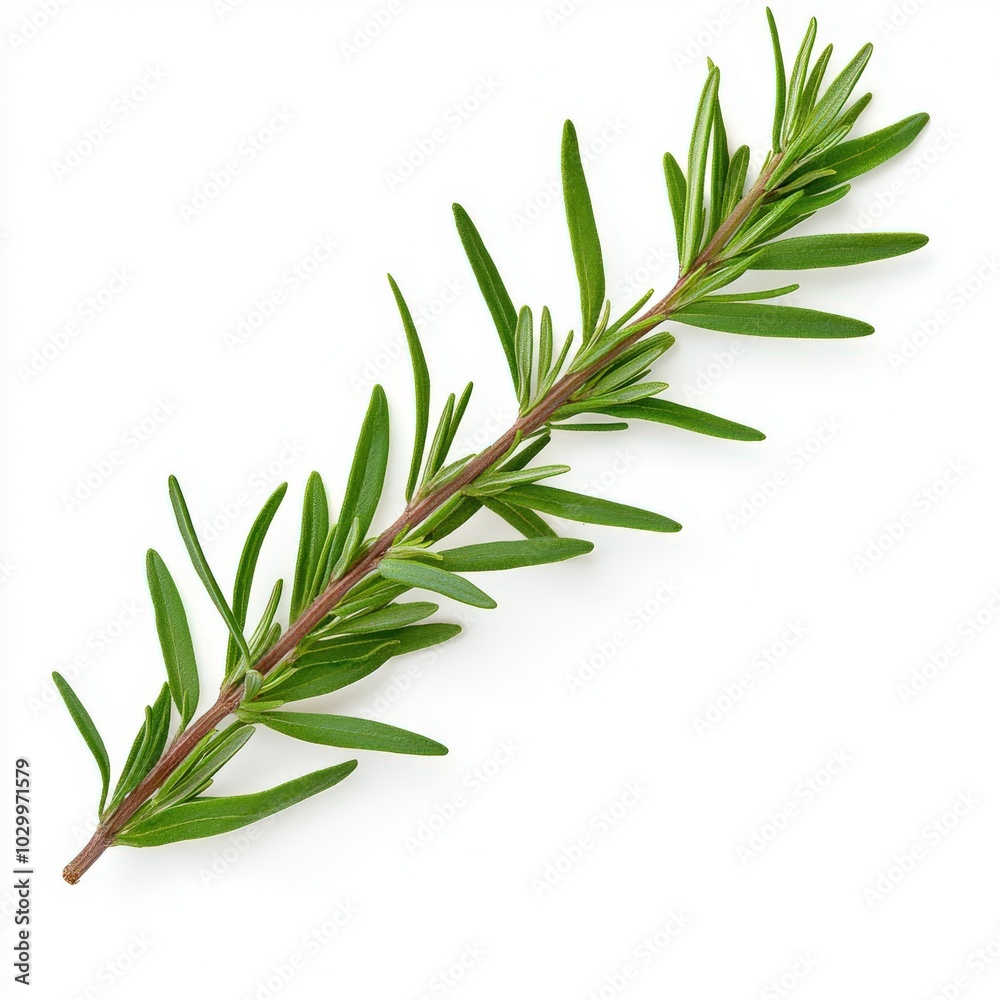 Fototapeta premium Fresh green rosemary herb branch on a white isolated background.