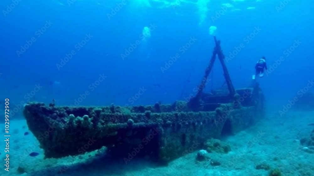 sea animals and beautiful sea views sea animals and beautiful sea views
