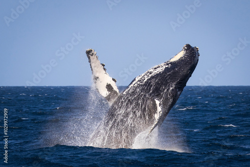 Large adult humpback with a half breach off Sydney, Australia photo