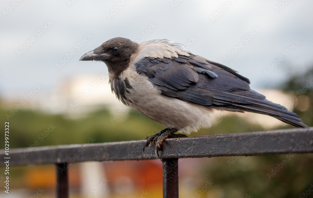 Naklejka premium A crow is perched on a metal railing