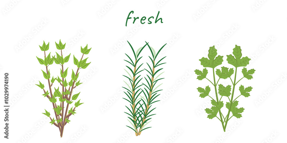 Bunches of fresh raw herbs. Top view. Fresh herbs and spices icon set. Green plant. Vector illustration Bunches of fresh raw herbs. Top view. Fresh herbs and spices icon set. Green plant. Vector illustration