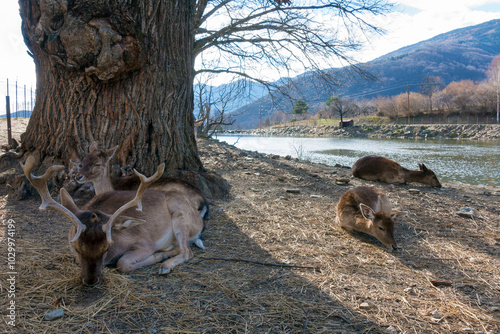 Amazing scenery by the artificial lake in Panagitsa village, Pella, Greece, with deer and other animals photo