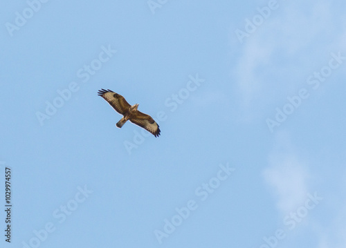 A bird is flying in the sky photo