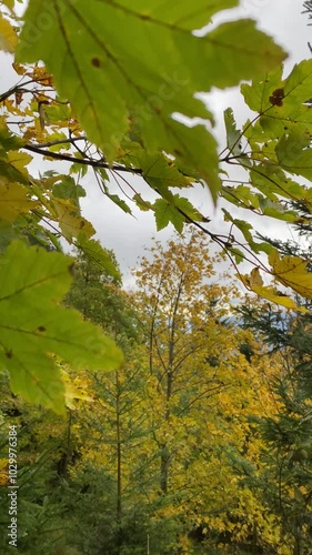 4k video yellow autumn leaves dancing in the wind