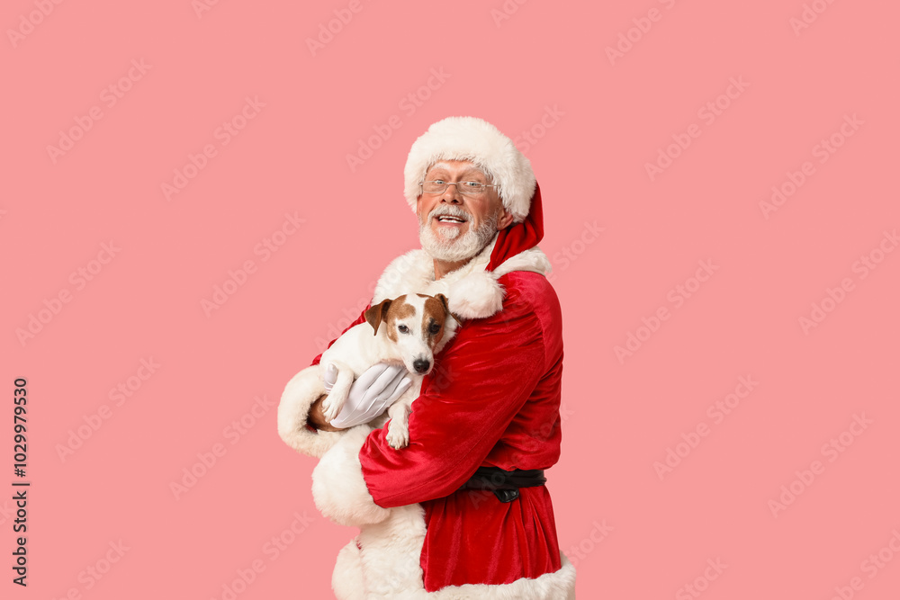 Fototapeta premium Santa Claus with cute Jack Russell Terrier dog on pink background