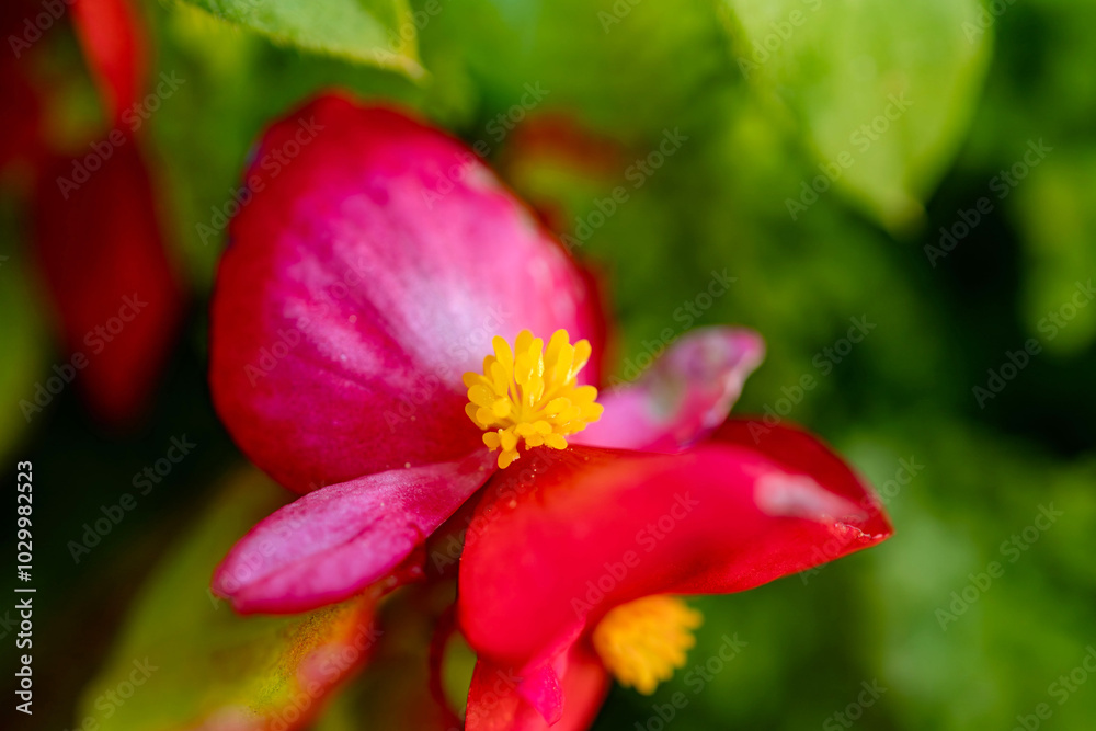ベゴニアの花1. ベゴニアの花1.