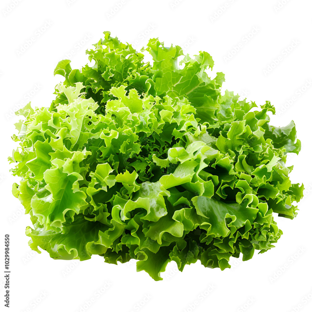 Fototapeta premium Fresh Green Leafy Lettuce Isolated Background