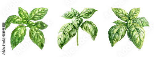 Watercolor set of branches of fresh green basil png. Watercolor basil leaves. Italian cuisine. Green spices watercolor. Vector illustration.