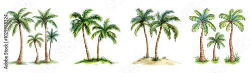 A set of watercolor palm trees png. Watercolor tropical palm trees watercolor on transparent background. Tropical botany. Vector illustration.