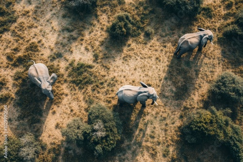 Aerial perspective of grazing elephants, sleek minimalist shapes, unique angles, earthy tones, captivating simplicity., photo of Isolated on transparent background-- C100 photo