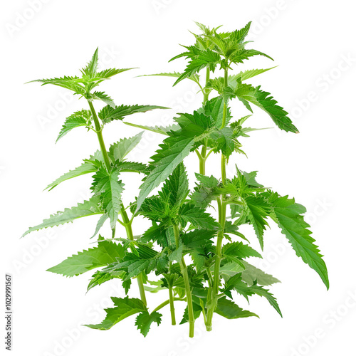 Green Stinging Nettle Plants Isolated on Black
