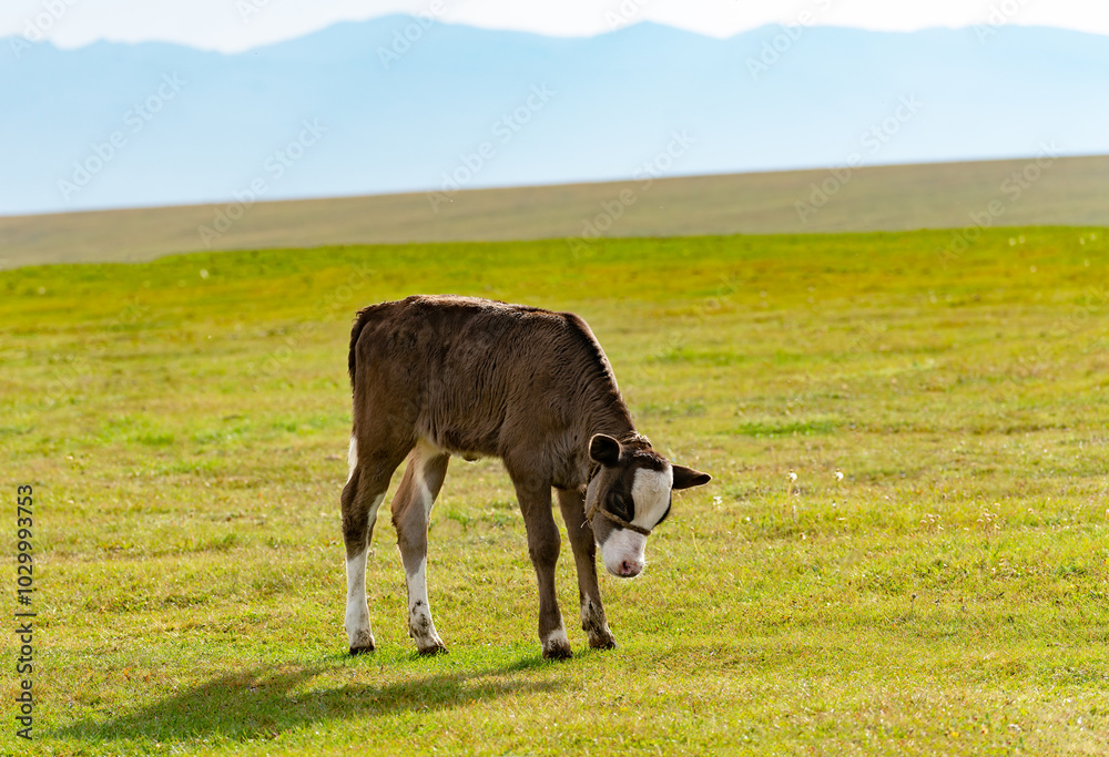 A butting calf. A small brown calf stands alone in a yellow-green steppe pasture, with its head tilted as if it wants to butt heads. His horns haven't grown yet. Mountains and sky are visible beyond t A butting calf. A small brown calf stands alone in a yellow-green steppe pasture, with its head tilted as if it wants to butt heads. His horns haven't grown yet. Mountains and sky are visible beyond t
