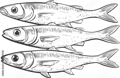 Line Sardine