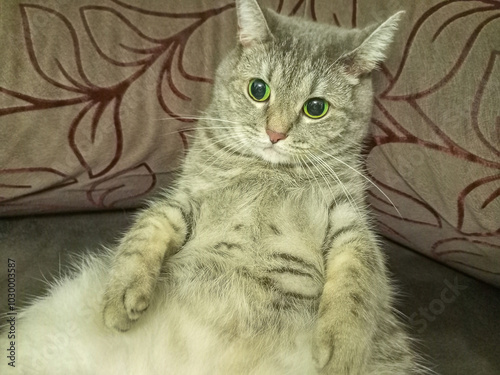 Fotografia Embarrassed cat lies half-sitting on corner sofa, spreading, stretching his legs