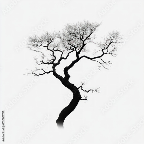 Tree Limb Isolated